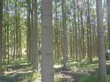 Bio Tree
