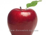 Овощни разсадници ЕЛИТ - http://www.razsadnik-bg.com