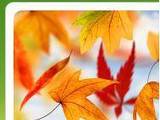 Laminate.bg