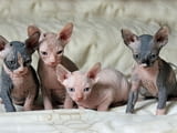 Родословни котенца Sphynx, регистрирани в TICA