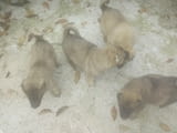 Малки кученца кангали