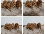 Играчка пудел, отлично родословие