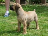 Boerboel (южноафрикански мастиф) кученца