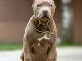 XL American Bully кученца
