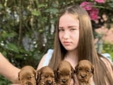 Уникален Кокапу в червен цвят