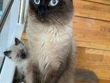 Продавам последно мъжко /тайско/ кралско сиамско коте с права дълга опашка. Коте