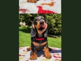Dachshunds