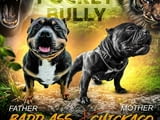 Pocket Micro American Bully кученца