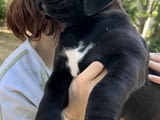 Южноафрикански мастиф Boerboel кученца за продажба