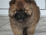 Cau Cau Chow Chow Cattle of both sexes
