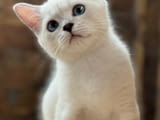 British shorthair blue eyes boy