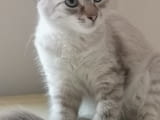 Продавам коте /Ragdoll linx point/.. Котет