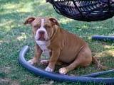 American Bully кученца за продажба