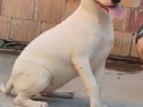 Bull terrier puppy