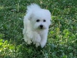 Puppy bison, female, for sale