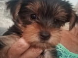 Pure bred Yorkshire terriers puppies