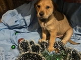 Подарявам кученца