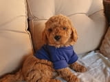 Red poodle boy
