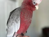 Galah Cockatoo Parrots for Sale