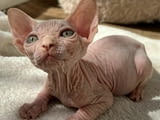 Sphynx Kittens for sale