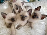 Siamese Kittens Ready