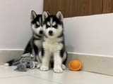 Siberian husky puppies available for Sale