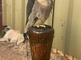 Falcons For Sale