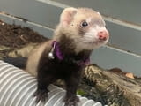Loving ferrets for Adoption