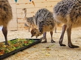 Ostrich chicks And eggs for sale
