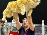 Котенца Мейн Куун