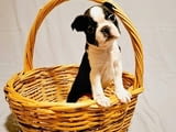 Кученца бостън териер от шампионски кръвни линии