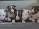 Bull terrier puppies