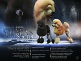 Standard poodle puppies