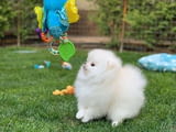 Pomeranian Šteniatka na adopciu