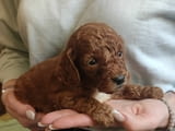 Poodle Puppies