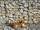 Shiba inu for sale