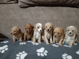 Miniature Poodles for sale
