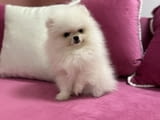 Померан красиви кученца
