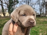 Silver labradors