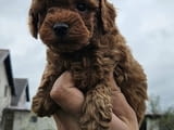 Miniature and toy poodles