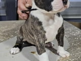 Pit blue is worn by Puppies