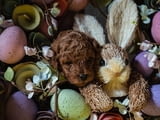 Червено джудже и играчки пудели за продажба