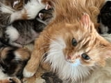 Домашни Котенца Ангорски, Обезпаразитени с Хигиенни Навици, с Доставка до Вас