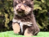 French bulldog with hypoallergenic hair
