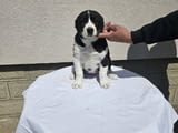 Алабай Средноазиатска овчарка Кученца