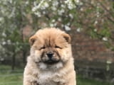 Chow Chow Puppies for sale