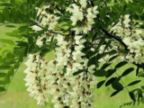 Резник акация