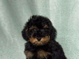 Black & Tan Той Пудел