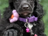 Boy black poodle