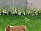 English bulldog